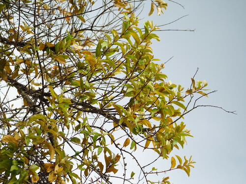 Taxillus liquidambaricola (Taxillus liquidambaricola)