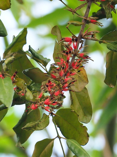 Taxillus liquidambaricola (Taxillus liquidambaricola)
