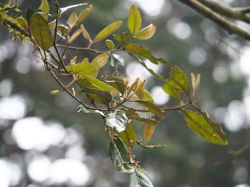 Taxillus liquidambaricola (Taxillus liquidambaricola)