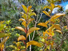 Taxillus liquidambaricola (Taxillus liquidambaricola)