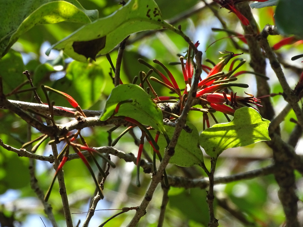 Taxillus liquidambaricola (Taxillus liquidambaricola)