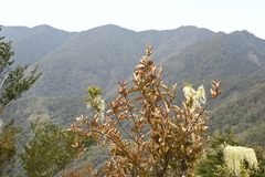 Taxillus liquidambaricola (Taxillus liquidambaricola)