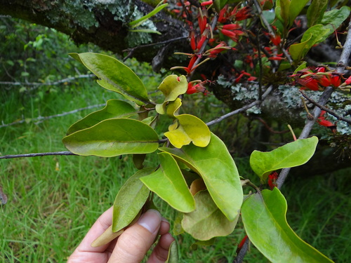 Taxillus nigrans (Taxillus nigrans)