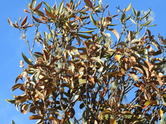 Taxillus nigrans (Taxillus nigrans)