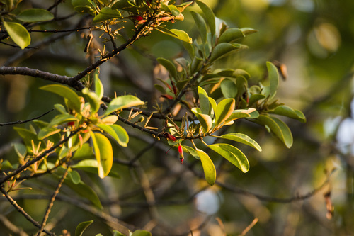 Taxillus pseudochinensis (Taxillus pseudochinensis)
