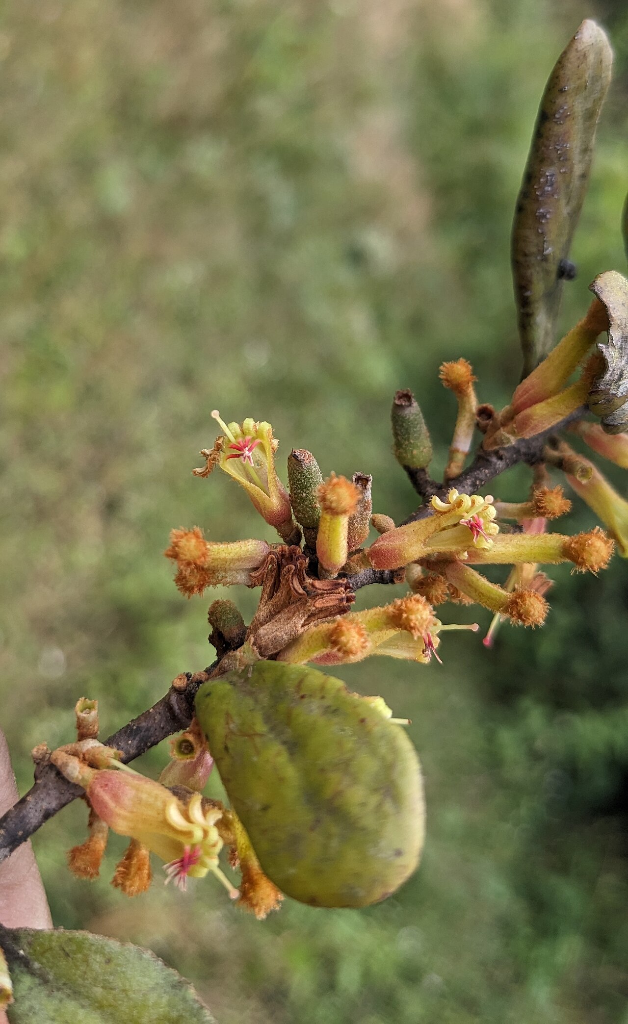Taxillus recurvus: Flora of Brahmagiri hills