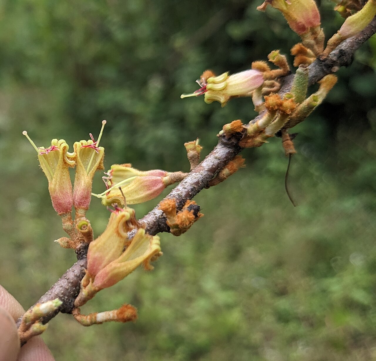 Taxillus recurvus: Flora of Brahmagiri hills