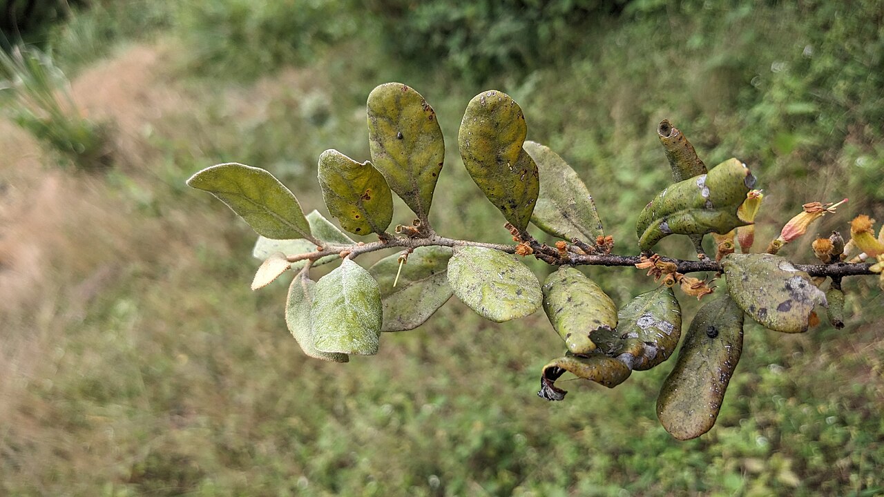 Taxillus recurvus: Flora of Brahmagiri hills
