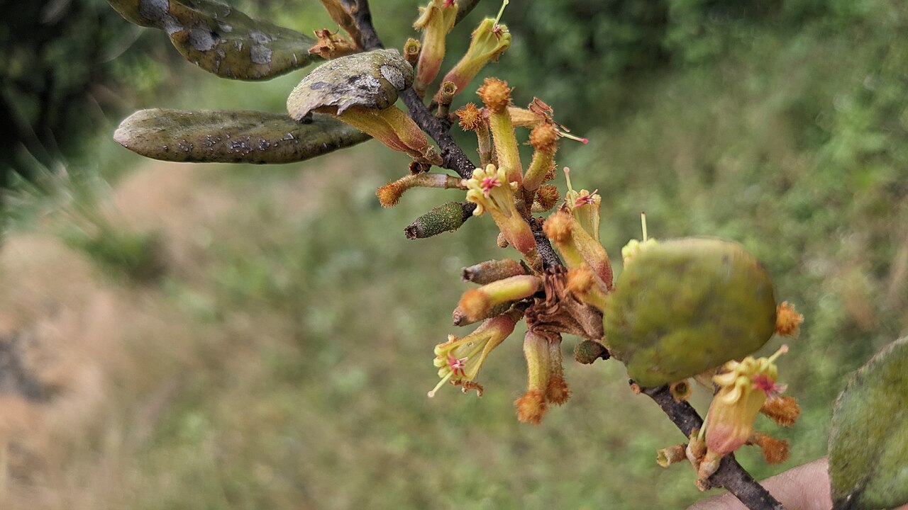 Taxillus recurvus: Flora of Brahmagiri hills