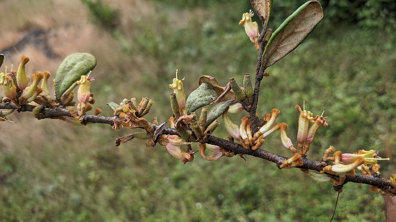 Taxillus recurvus: Flora of Brahmagiri hills