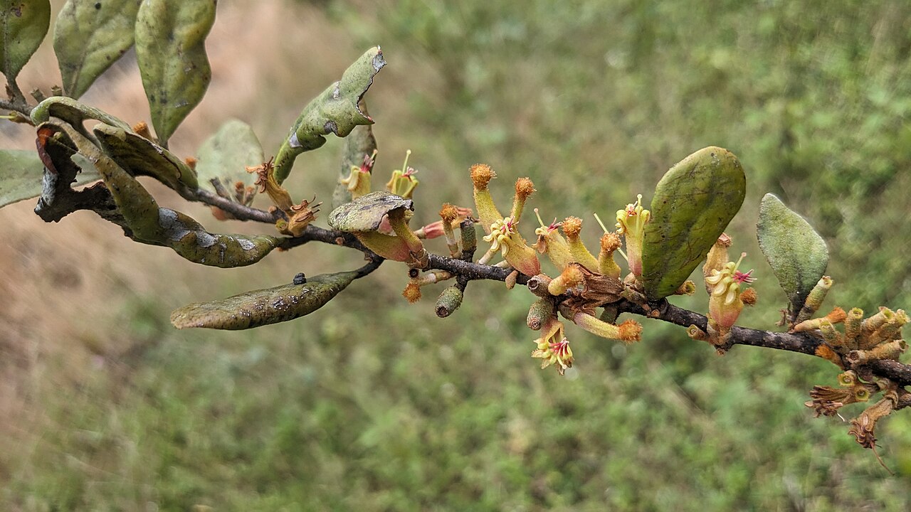 Taxillus recurvus: Flora of Brahmagiri hills