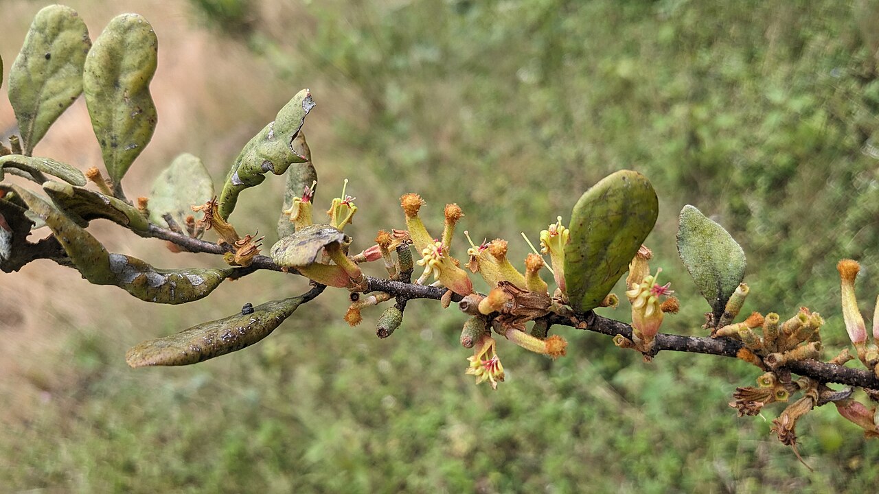 Taxillus recurvus: Flora of Brahmagiri hills