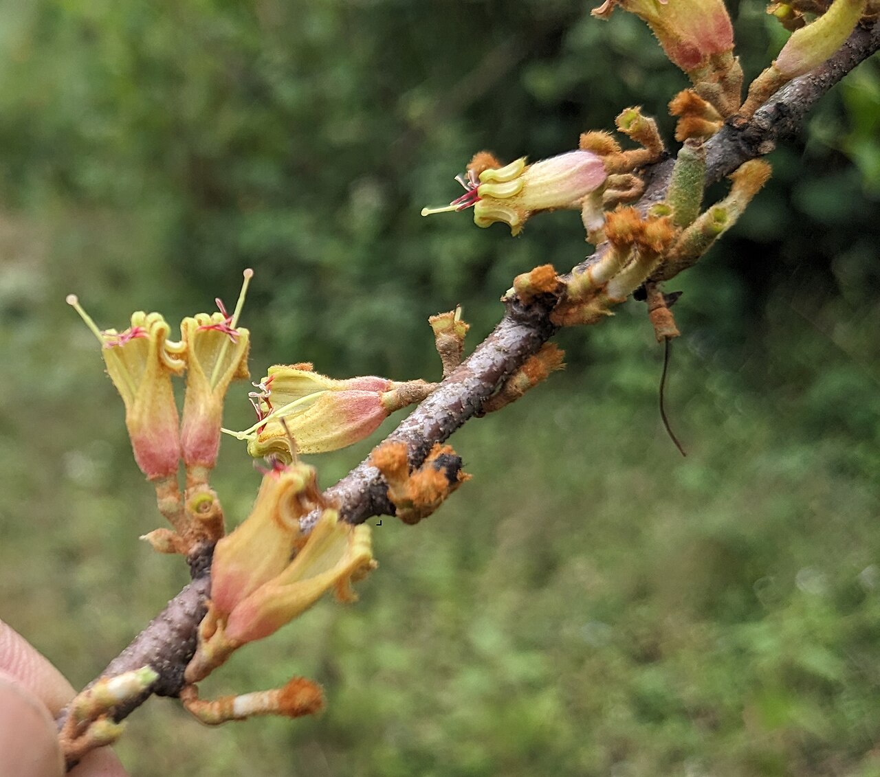 Taxillus recurvus: Flora of Brahmagiri hills