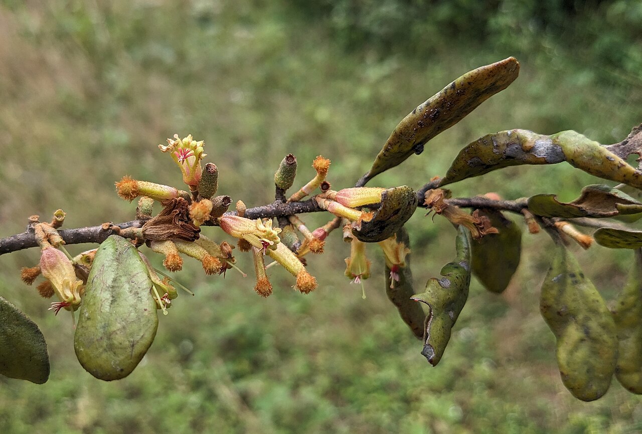 Taxillus recurvus: Flora of Brahmagiri hills
