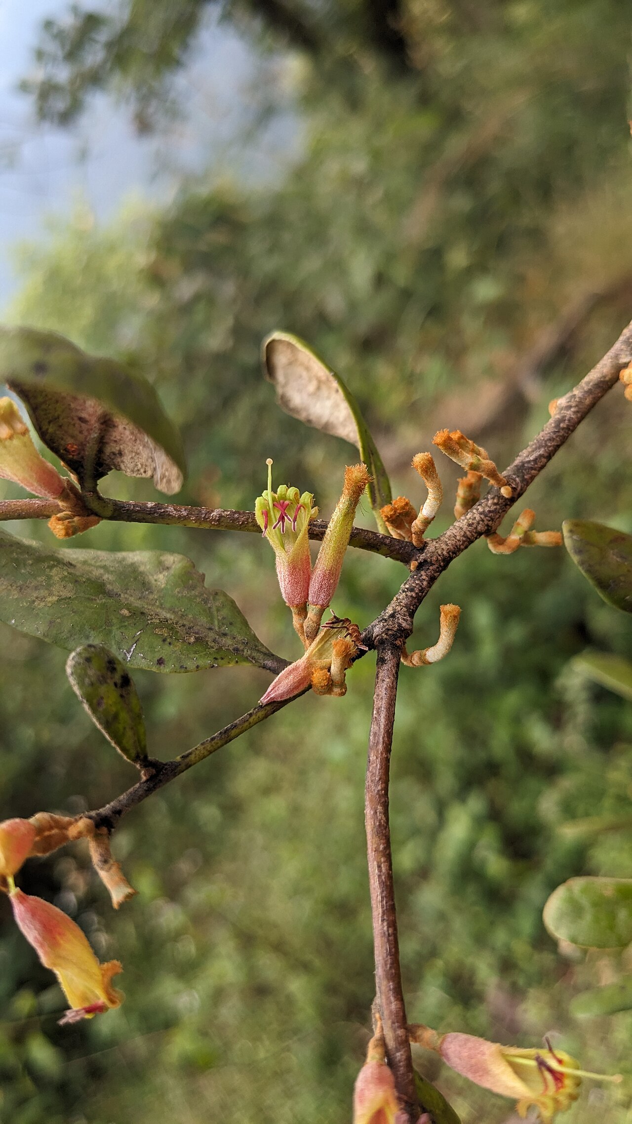 Taxillus recurvus: Flora of Brahmagiri hills