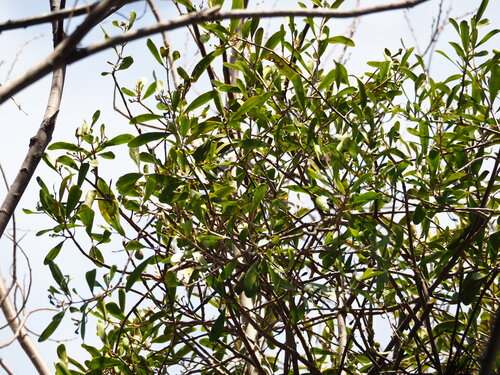 Taxillus theifer (Taxillus theifer)