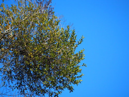 Taxillus theifer (Taxillus theifer)