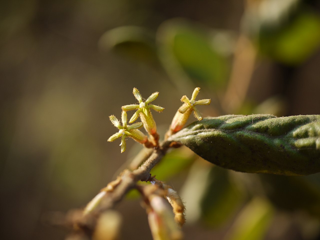 Taxillus tomentosus: Loranthaceae (mistletoe family) » Taxillus tomentosus ¿ taks-ILL-us ? -- from the Greek taxis (regular) and illus (diminutive, small) toh-men-TOH-sus -- covered