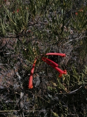 Tecoma fulva (Tecoma fulva)
