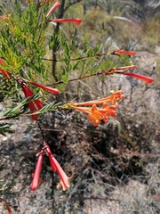 Tecoma fulva (Tecoma fulva)