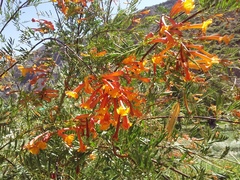 Tecoma fulva (Tecoma fulva)