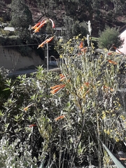 Tecoma fulva (Tecoma fulva)