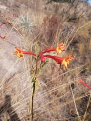 Tecoma fulva (Tecoma fulva)