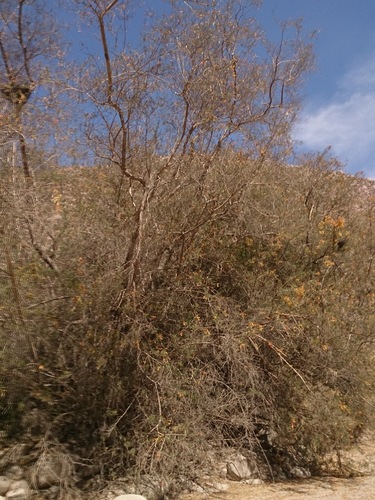 Tecoma fulva (Tecoma fulva)