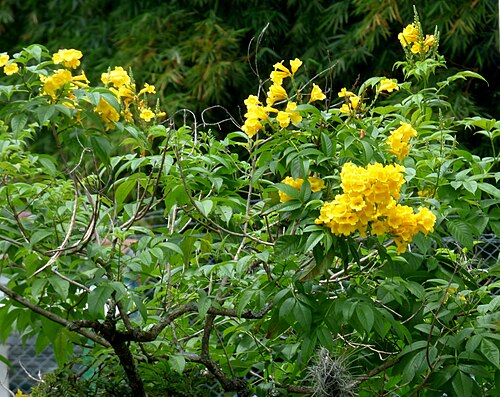 Yellow trumpetbush: Chirlobirlo - Fresnillo