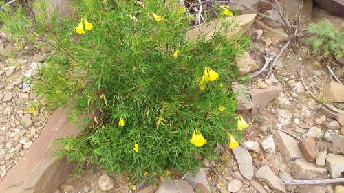 Yellow trumpetbush (Tecoma stans)