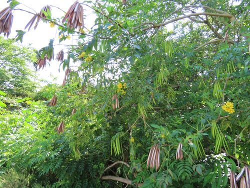 Yellow trumpetbush (Tecoma stans)