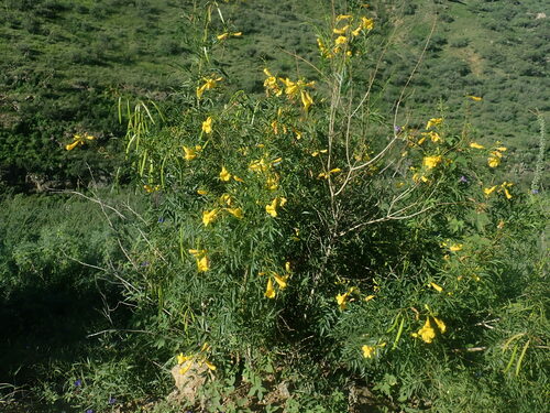 Yellow trumpetbush (Tecoma stans)
