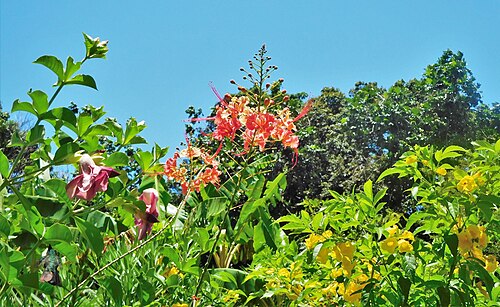 Yellow trumpetbush: Flowers and blue sky
