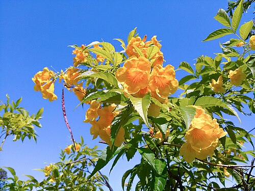 Yellow trumpetbush: Tecoma stand flowers