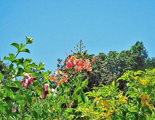 Yellow trumpetbush: Allamanda blanchetii, Caesalpinia pulcherina & Tecoma stans