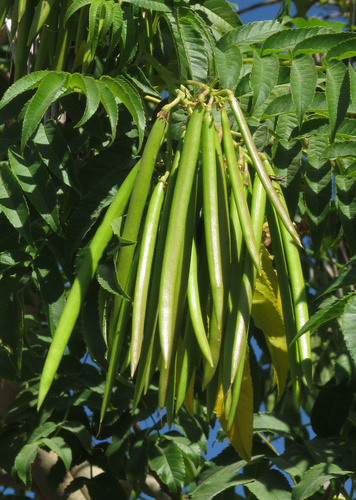 Yellow trumpetbush (Tecoma stans)