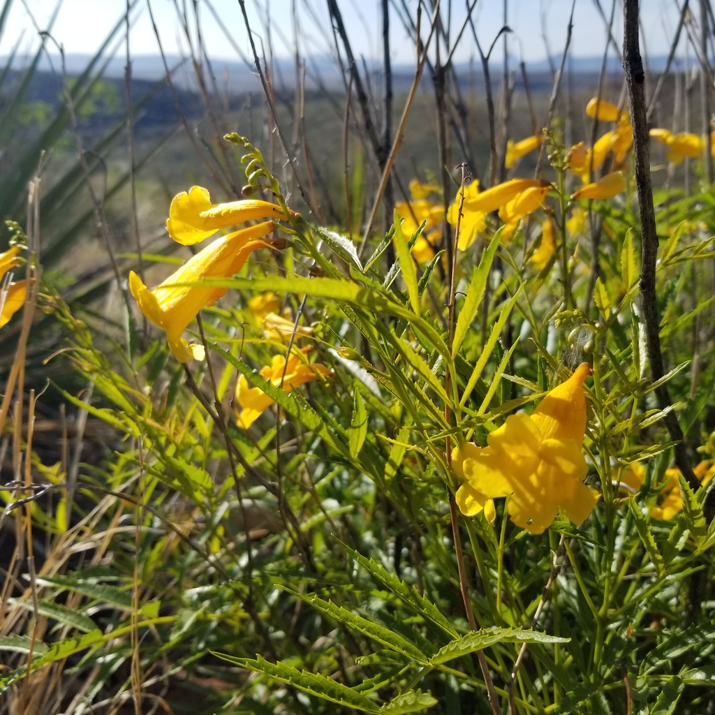 Yellow trumpetbush (Tecoma stans)
