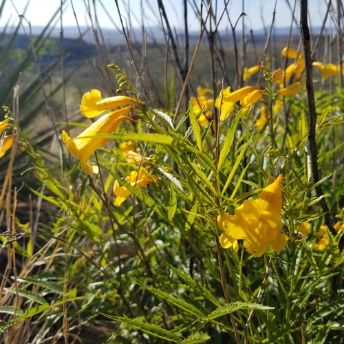 Yellow trumpetbush