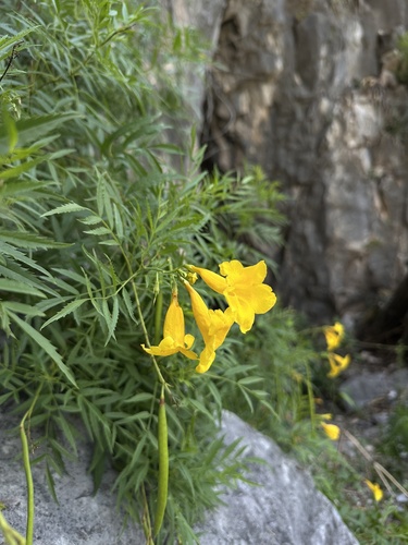 Yellow trumpetbush (Tecoma stans)