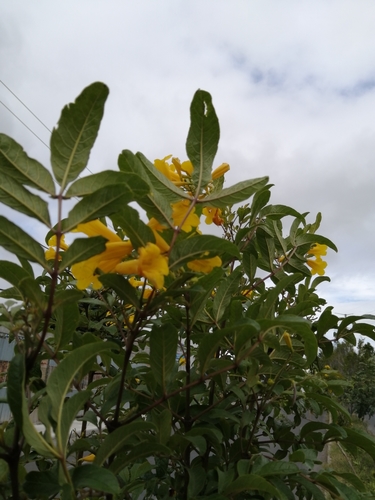 Yellow trumpetbush (Tecoma stans)
