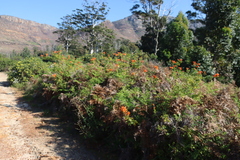 Cape honeysuckle (Tecomaria capensis)