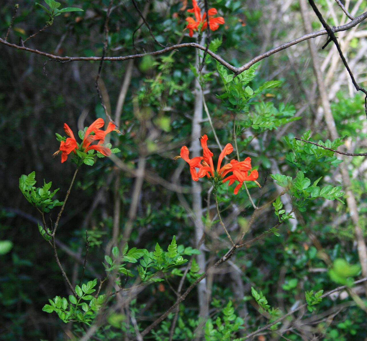 Cape honeysuckle: Tecoma capensis , Trompetenbaumgewächse (Bignoniaceae) – Südafrika/South Africa: Mpumalanga, Blyde River Canyon, ca. 40 km N Graskop, ca. 1045 m