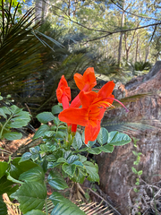 Cape honeysuckle (Tecomaria capensis)