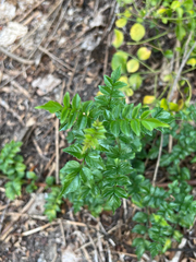 Cape honeysuckle (Tecomaria capensis)