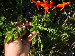 Cape honeysuckle (Tecomaria capensis)
