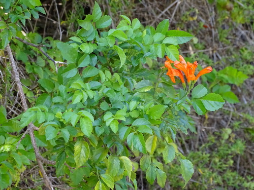 Cape honeysuckle (Tecomaria capensis)