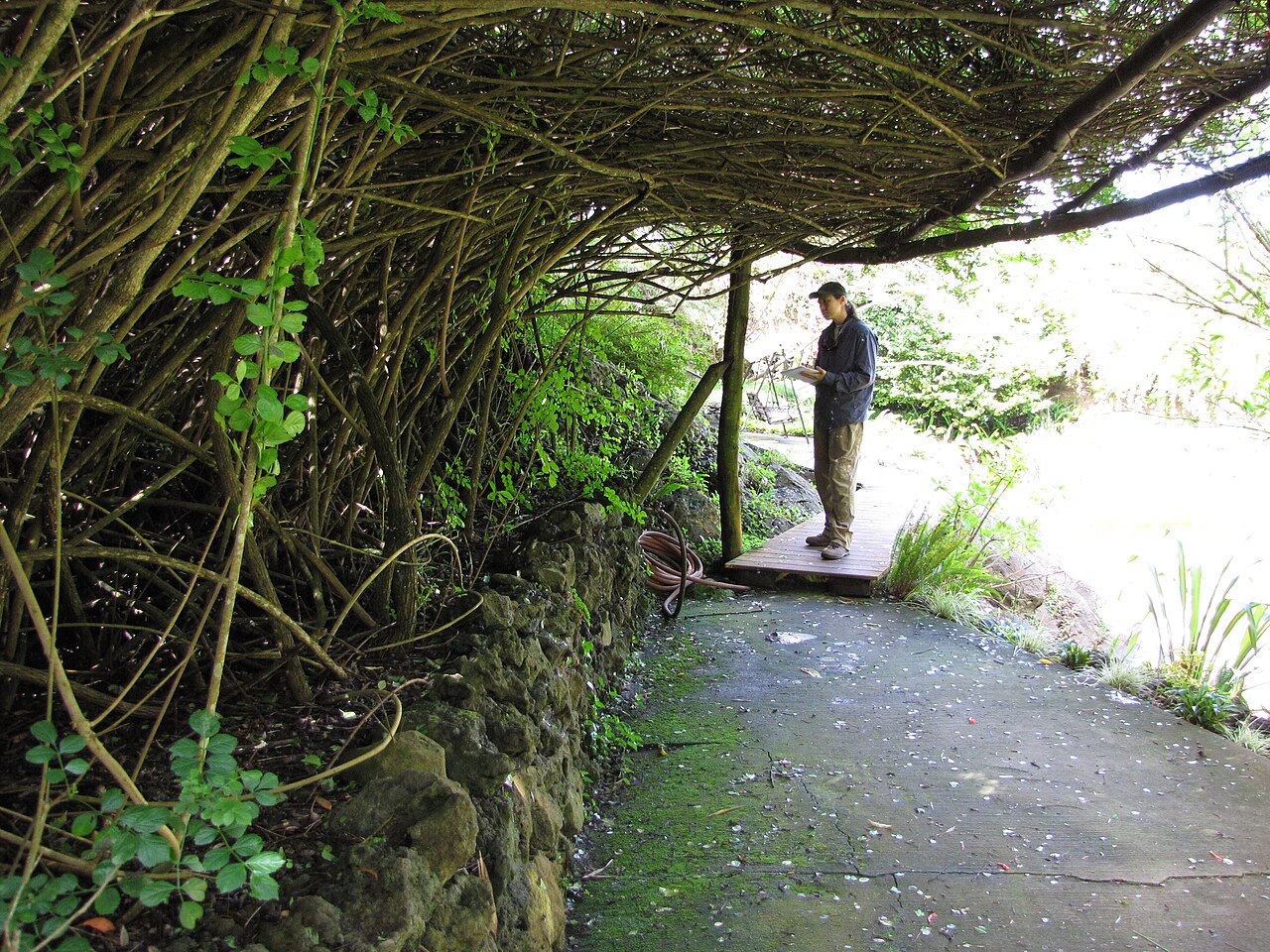 Cape honeysuckle: Tecoma capensis (Cape honeysuckle) Trellis habit forming tunnel with Kim at Kula Botanical Garden, Maui, Hawaii. March 07, 2011 #110307-2030 Image Use Policy