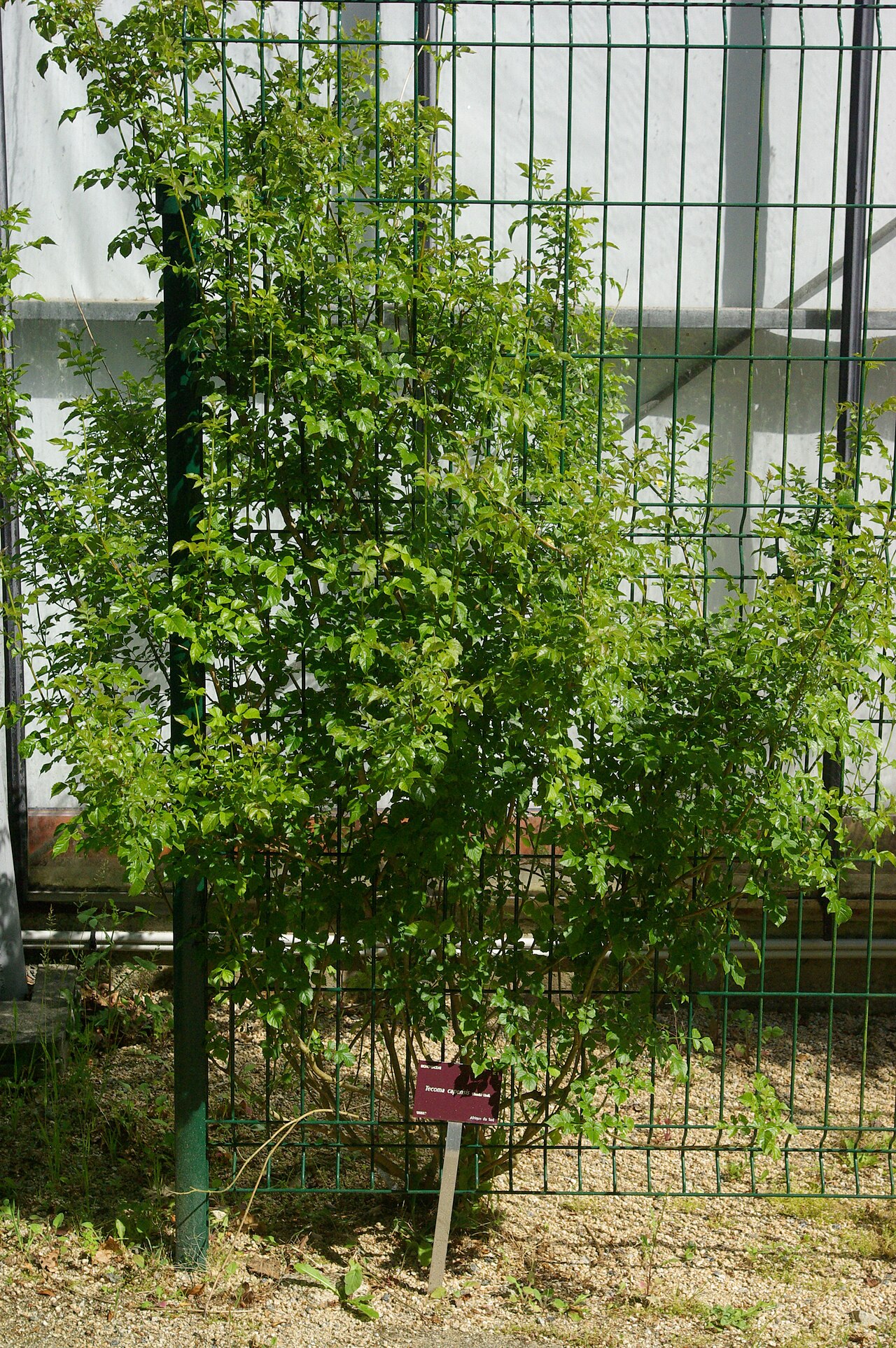 Cape honeysuckle: Tecoma capensis, Conservatoire botanique national de Brest