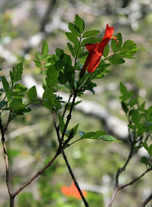 Cape honeysuckle: Tecoma capensis , Trompetenbaumgewächse (Bignoniaceae) – Südafrika/South Africa: Mpumalanga, Blyde River Canyon, ca. 40 km N Graskop, ca. 1045 m