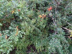 Cape honeysuckle (Tecomaria capensis)